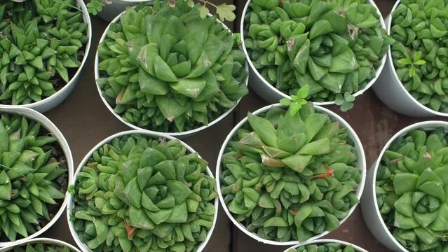 Pan shot of green-colored zebra plant growing in a nursery - indoor farming. Lithops or Haworthia plant growing in pots with dry soil - beautiful  decorated  sharp  gardening