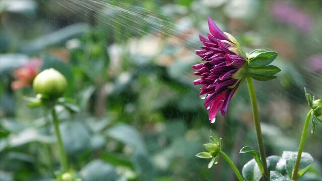 A gardener is sprinkling / spraying water on a beautiful Dahlia flower. A pompon Dalia flower growing in a nursery outdoors - blooming  blossoming