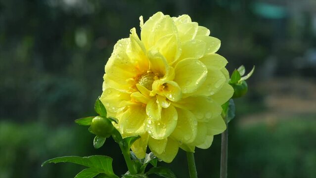 Small water droplets falling / dropping from a beautiful Dahlia flower - raining  dew drops. A yellow colored pompon Dalia flower blooming / blossoming in the garden - hobby  horticulture