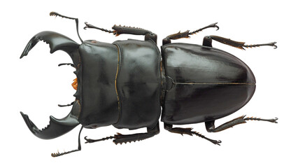 Lucanida stag beetle Dorcus bucephalus (Perty, 1831) 
