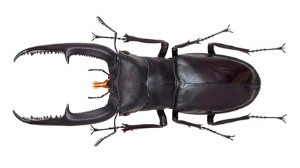 Lucanida stag beetle Hexarthrius mandibularis (Mizunuma, 1994) 