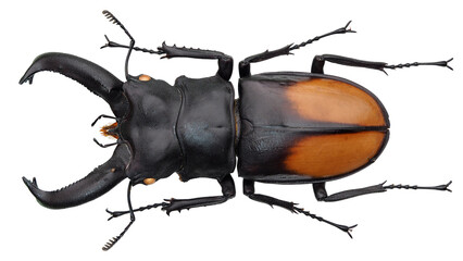 Lucanida stag beetle Hexarthrius parryi deyrollei Parry, 1864