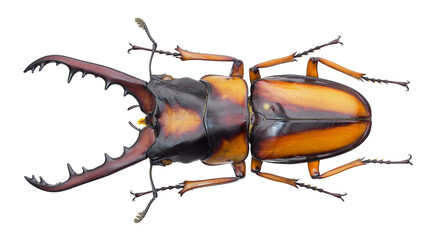 Lucanida stag beetle Prosopocoilus savagei - obrazy, fototapety, plakaty