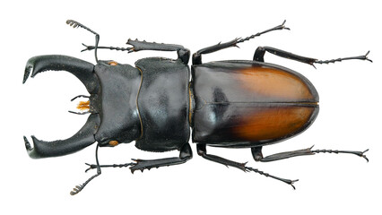 Lucanida stag beetle Yumikoi makii Arnaud & Miyashita, 2006