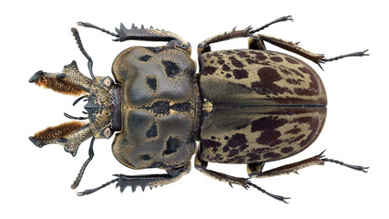 Lucanida stag beetle Ryssonotus nebulosus 