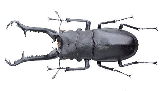 Lucanida stag beetle Prosopocoilus giraffa keisukei Mizunuma & Nagai, 1991