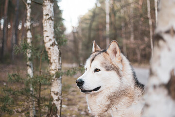 Beautiful white Malamute girl portrait in the woods. Dog sitting in a birch tree grove and observing the surroundings. Selective focus on the details, blurred background.