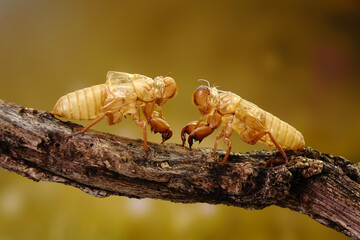 Cicada molting in forest during summer season. Selective focus with copy space