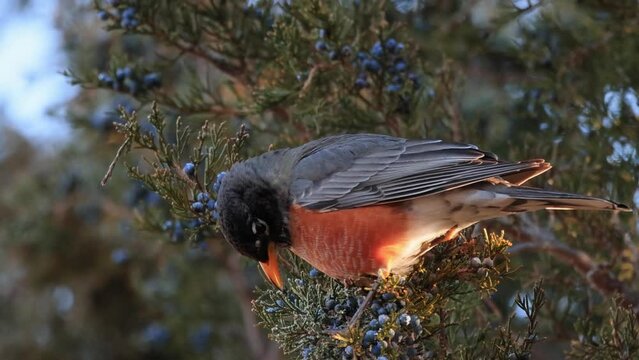 Slow motion close up shot of American robin eating juniper berries on a tree