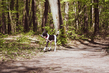 Dog holding a stick and running. Active animal playing outside. Bright morning sunlight in the woods. Selective focus on the details, blurred background.