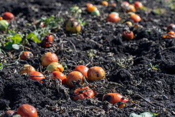 Obraz premium View Of Tomato Plants Growing In Field Close Up after harvest, spoiled tomatoes discarded. High quality photo