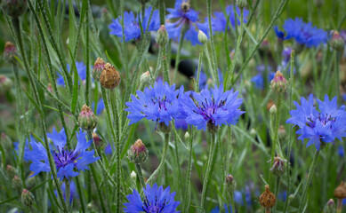 Flowering cornflowers, Centaurea cyanus, in the field.