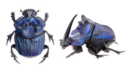 Huge and shining dung beetle Coprophanaeus lancifer (Linnaeus, 1767) from Brazil