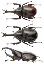 Amazing rhinoceros beetle Xylotrupes gideon (Linnaeus, 1767) from Indonesia