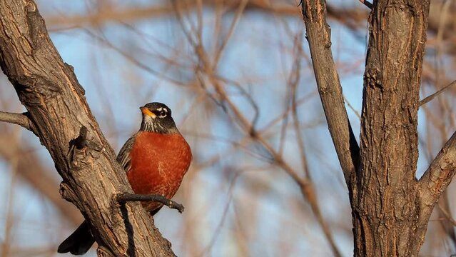 Close up shot of American robin