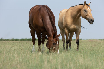 Naklejka na ściany i meble West Texas Horses near Wind Turbines