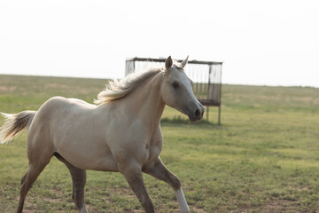 Fototapeta na wymiar West Texas pasture horses