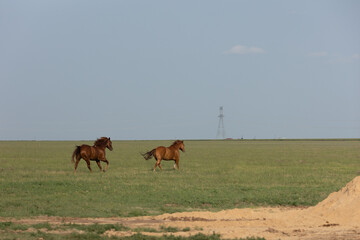Fototapeta na wymiar West Texas pasture horses