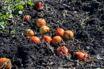 View Of Tomato Plants Growing In Field Close Up after harvest, spoiled tomatoes discarded. High quality photo
