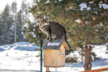 The cat is sitting on the birdhouse. The kitten watches, waits and hunts for birds. Rustic outdoor setting with homemade rustic birdhouse