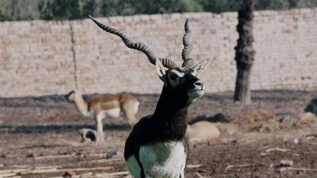 Handheld shot of two beautiful Chinkara at a zoo in Pakistan.