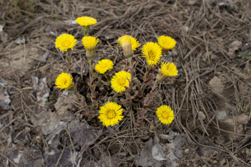 Yellow flowers of mother-and-stepmother close-up on a gray background. Tussilago farfara. Primroses bloom against the background of withered last year's grass.
