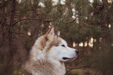 Alaskan Malamute side portrait in a forest. Young cute white Northern breed dog sitting in a pine grove in the evening. Selective focus on the details, blurred background.