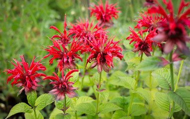 Red mint Monarda flowers on a green background. Fragrant plants for tea in the summer garden.
