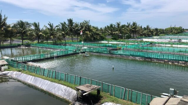 prawn farming with with aerator pump oxygenation water near ocean.