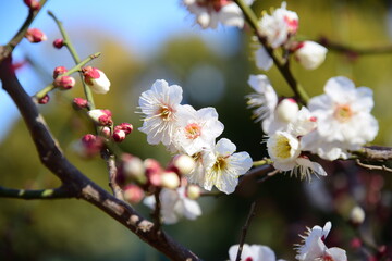 梅の花