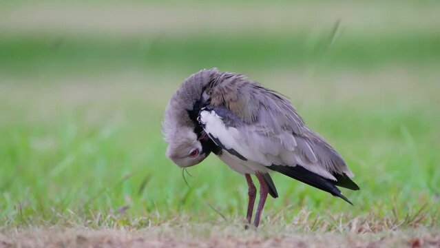 Wild southern lapwing, vanellus chilensis, standing still on the ground, preening the feathers on its breast and underwing against green grassland background, static close up shot.