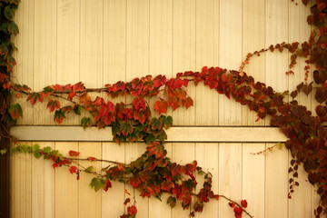 Red vines are growing on the wooden wall.