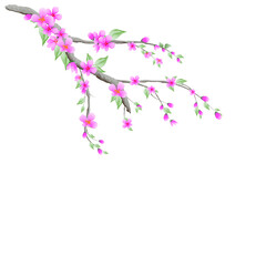 Obraz na płótnie Canvas Watercolor pink cherry blossom with leaves