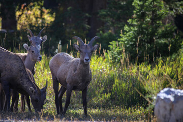 Naklejka na ściany i meble Big Horn Sheep, Rocky Mountain Big Horn Sheep, Big Horn, Wild Ewes in Wyoming. 