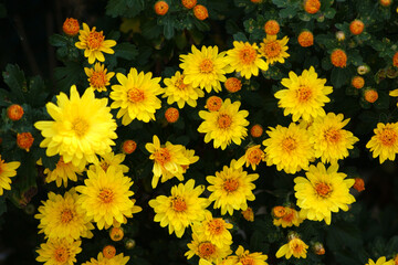 Yellow chrysanthemum flowers are in full bloom.