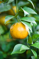 Ripe oranges on branches have green leaves Orange in farm.
