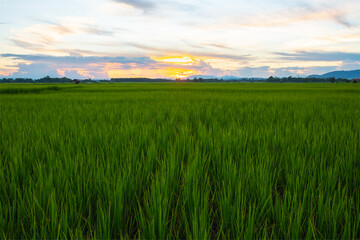 Fototapeta premium The rice was growing at sunset and there was a beautiful blue sky.