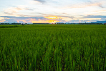 Fototapeta na wymiar The rice was growing at sunset and there was a beautiful blue sky.