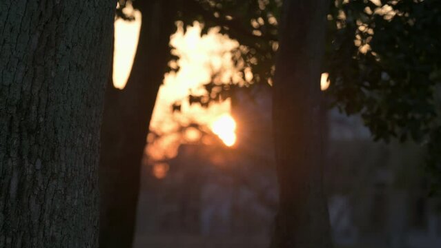 Evening sunset behind trees. Slow motion.