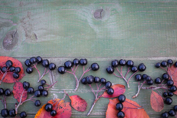 Aronia berry, commonly known as black-fruited mountain ash, with leaves on a wooden background. Freshly picked berries of homemade aronia on the table.