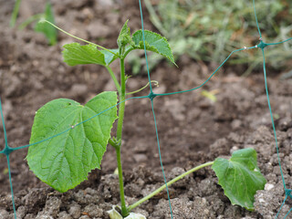 Cucumber sprout and mesh for garden plants in the garden in the open ground. Growing natural organic cucumbers and other vegetables on a trellis. Vertical planting of cucumbers. Growing organic food