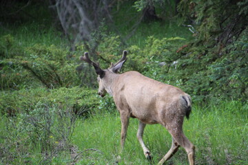 Deer Walking In The Woods, Jasper National Park, Alberta