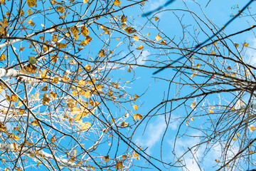 bare branches in autumn, remnants of yellow leaves in late autumn, bottom-up view. High quality photo