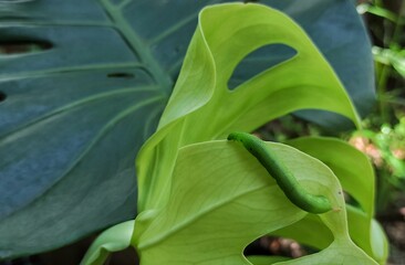 leaves in the garden
