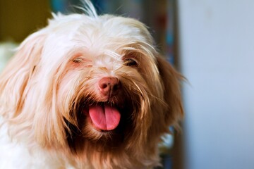 Close-up face brown white shih tzu dog smiling cute