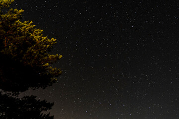 starry sky at night, tree on background. High quality photo
