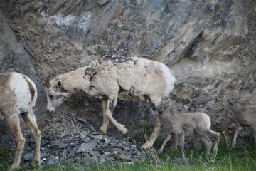 Naklejka na ściany i meble sheep in the mountains, Jasper National Park, Alberta
