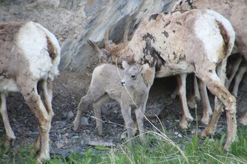 Baby Goat, Jasper National Park, Alberta