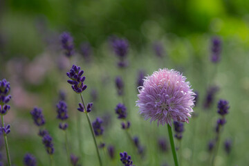 Close-up of a chive blossom and buds of blue lavender