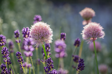 Close-up of a chive blossom and buds of blue lavender